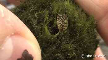 Invasive species of mussel could be found in aquarium moss balls, NC Wildlife Commission warns