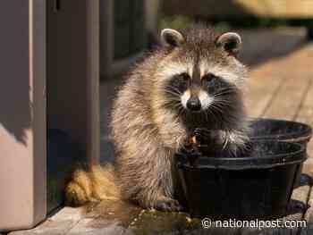 Toronto reports spike in raccoon attacks and sightings, warns people not to pet them - National Post