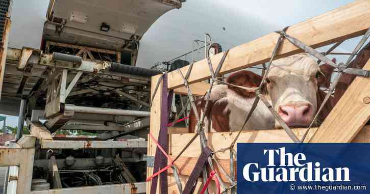 Cows might fly: Ireland to jet calves to Europe to cut travel time