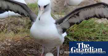 Wisdom the albatross, the world's oldest known wild bird, has another chick at age 70