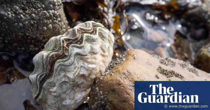 Oyster shells will give your soil a balanced boost | Alys Fowler