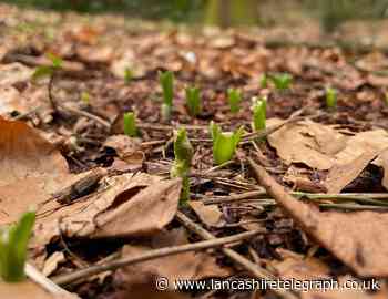 'March is a perfect time to start planting and sowing seeds'