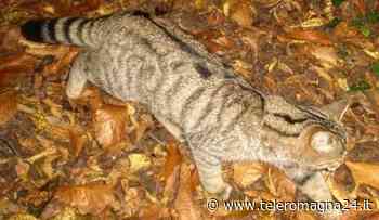 FORLI': Recuperata la carcassa di un gatto selvatico molto raro | FOTO - Teleromagna24
