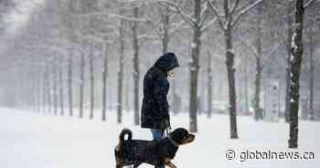 Volunteer rescue group seeks 1st civilian search dog certification in Saskatchewan