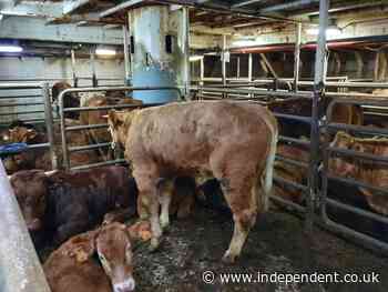 Spain to slaughter 850 cattle stuck on boat for ‘hellish’ two months