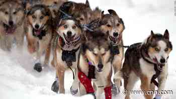 The legendary Iditarod sled dog race is going ahead amid the coronavirus pandemic