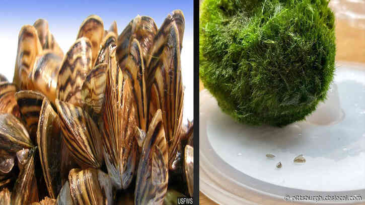 Officials Warn Some ‘Moss Ball’ Aquarium Products Sold In Pennsylvania May Contain Invasive Zebra Mussels
