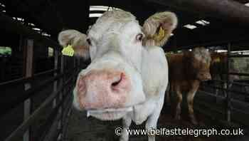 Livestock levels could drop in Northern Ireland to meet climate change targets