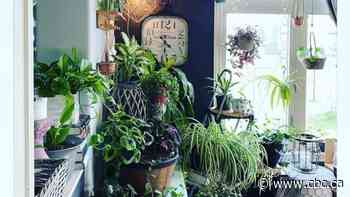 Houseplants 'a hot, hot trend,' and a lifeline in the pandemic