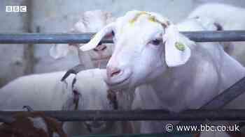 Covid: The goat for Zoom hire named after Jackie Weaver