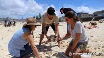 Scientists find kilos of tiny plastic particles on Sydney beaches