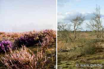 Onze natuurgebieden lijden onder teveel aan stikstof (Kalmthout) - Gazet van Antwerpen