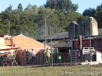 Tweehonderd varkens sterven bij stalbrand (Lichtervelde) - Het Nieuwsblad