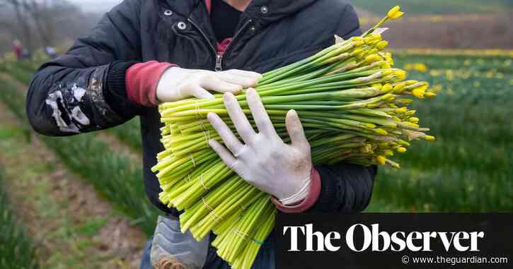 Bloom time: my day picking daffodils against the clock