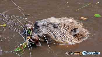 Het gaat goed met de bever: 'Hij creëert zijn eigen natuurlijke omgeving' - RTV Noord