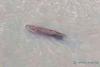 Bever gespot aan jachthaven op Linkeroever - Gazet van Antwerpen Mobile - Gazet van Antwerpen