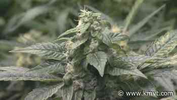 Idaho campaign working to get the legalization of medical marijuana on the 2022 ballot - KMVT