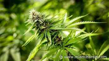 Medical marijuana booms in Florida, but the industry is paranoid. There’s a reason. - Miami Herald