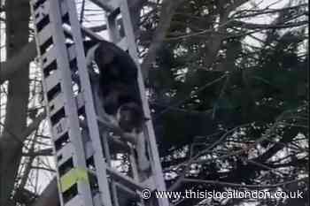 Cat rescues self from tree in Norbury