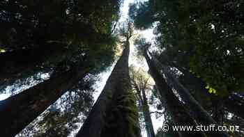 Citizen scientists work to preserve Piako's forest gems - Stuff.co.nz