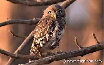 The return of the forest owlet - The Hindu