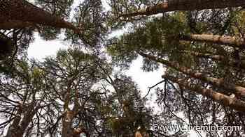 India's first forest healing centre inaugurated in Uttrakand's Ranikhet - Mint