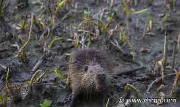 Revived 'Nutria Rodeo' bags 1,500 rodents in Louisiana