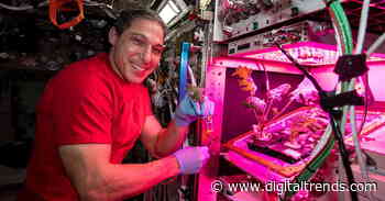 ISS astronauts tend to their zero-gravity veggie garden