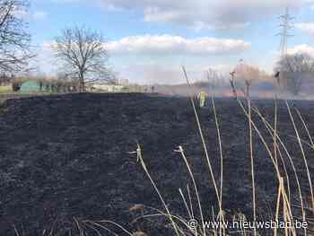 Rietvelden vatten vuur in natuurgebied