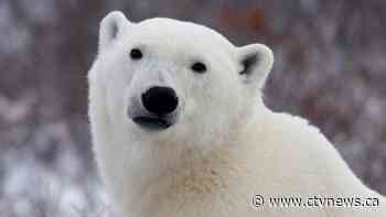 Melting ice is a big problem for some Arctic animals right now