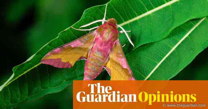 The Guardian view on moth-watching pleasure: the pest and the beauty | Editorial