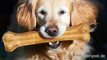 Bischofsheim Toter Hund bei Bischofsheim: Polizei warnt Gassigeher - Main-Post