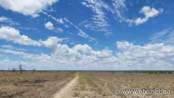 Rain falls but fails to grow grass in north-western Queensland