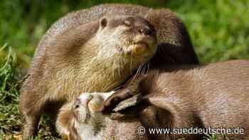 Warum spielen Otter mit Steinen? Projekt in Tübingen - Süddeutsche Zeitung