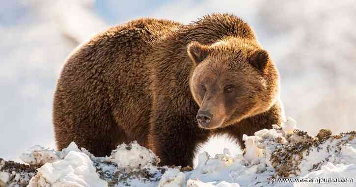 Woman Walks Into an Alaskan Outhouse, Doesn’t Notice Massive Beast Lurking Below Until It Attacks