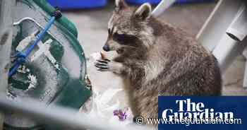 Toronto lockdown brings humans and raccoons together – neither's happy - The Guardian