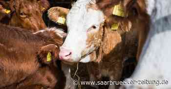 Wie ein Landwirt in Neunkirchen seine Tiere ohne Schlachthaus schlachtet - Saarbrücker Zeitung