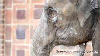 Elefantendame Kirsty im Neunkircher Zoo gestorben - Süddeutsche Zeitung