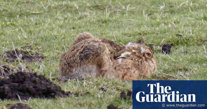Country diary: hare today, and tomorrow