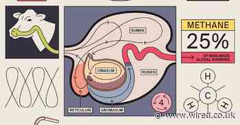 Feeding cows seaweed could solve the big bovine burp problem