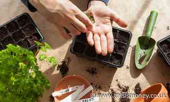 How to save on your food bill by planting seeds this spring - This is Money