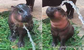 Baby pygmy hippo nicknamed Bacon gets a shower in adorable footage 
