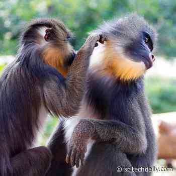 Infectious Diseases and Social Distancing in Nature