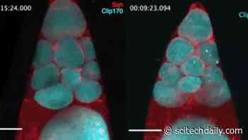 MIT Biologists and Mathematicians Reveal How Egg Cells Get So Big