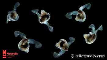 Climate Change: Sea Butterflies Already Struggle in Acidifying Southern Ocean