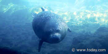 Meet Sidney the seal! NYC aquarium introduces rescued harbor seal from California