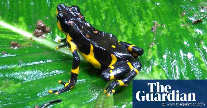 One of world's rarest toads bred in captivity for first time in Manchester