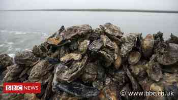 Cumbria shellfish producers call for water grading change