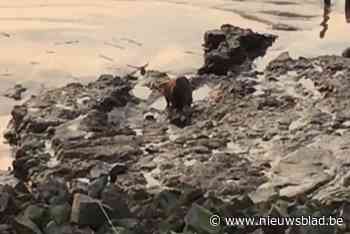 Hobokense Polder kreeg ook al bever op bezoek