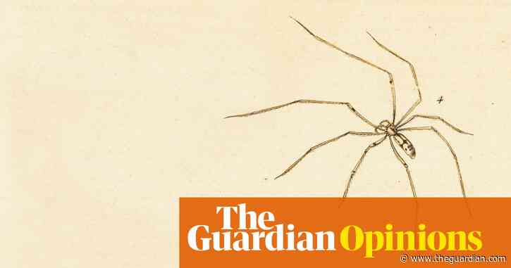 Daddy longlegs: there is one piece of information every child will know | Helen Sullivan